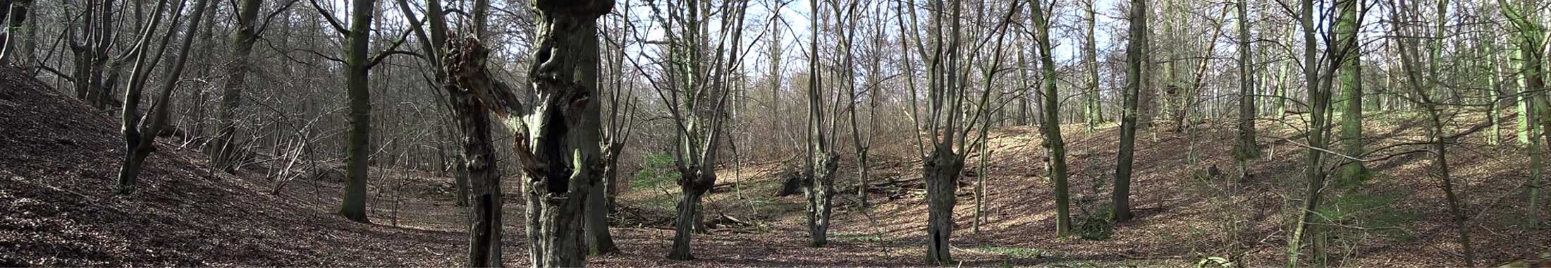 Geisterwald